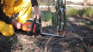 How Our Tree Care Process Works  in  Dollar Bay, MI